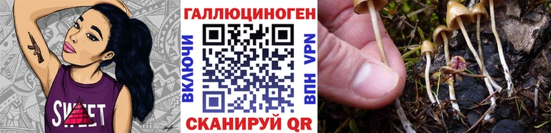 мега как войти Сальск Псилоцибиновые грибы Psilocybine cubensis